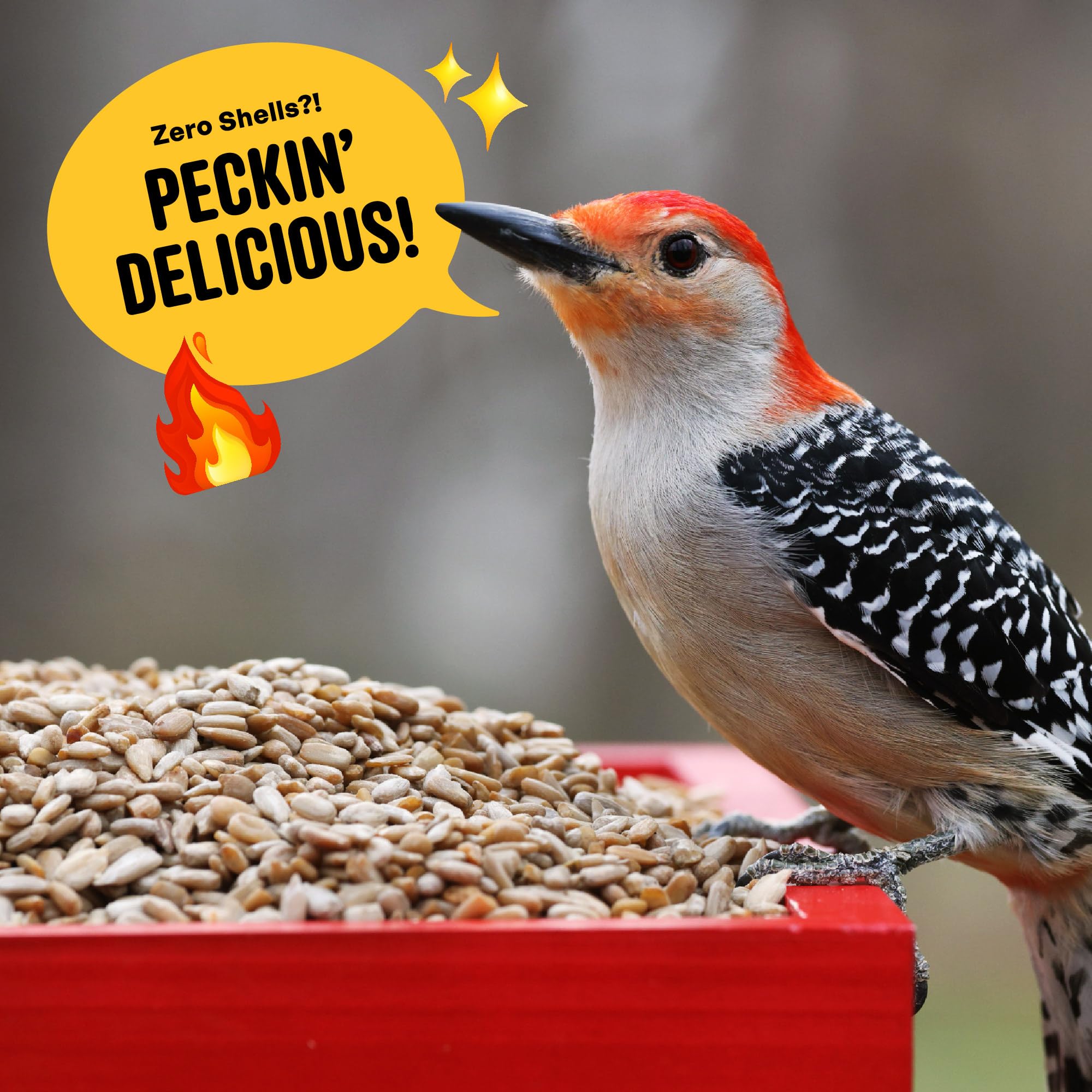 Cool Birds semilla en plataforma mostrando alimentación accesible para aves