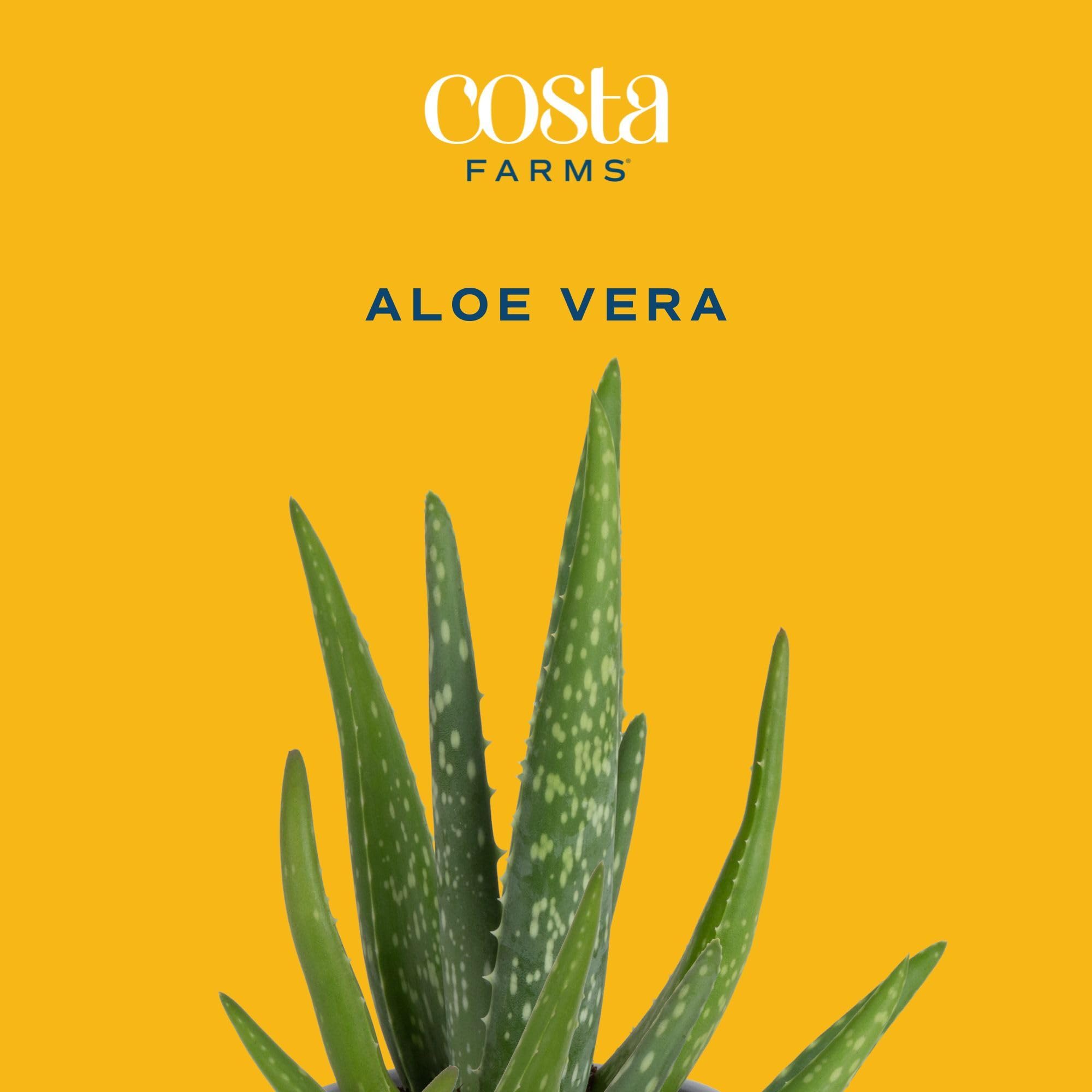 Costa Farms Aloe Vera en contenedor creativo para acento del hogar