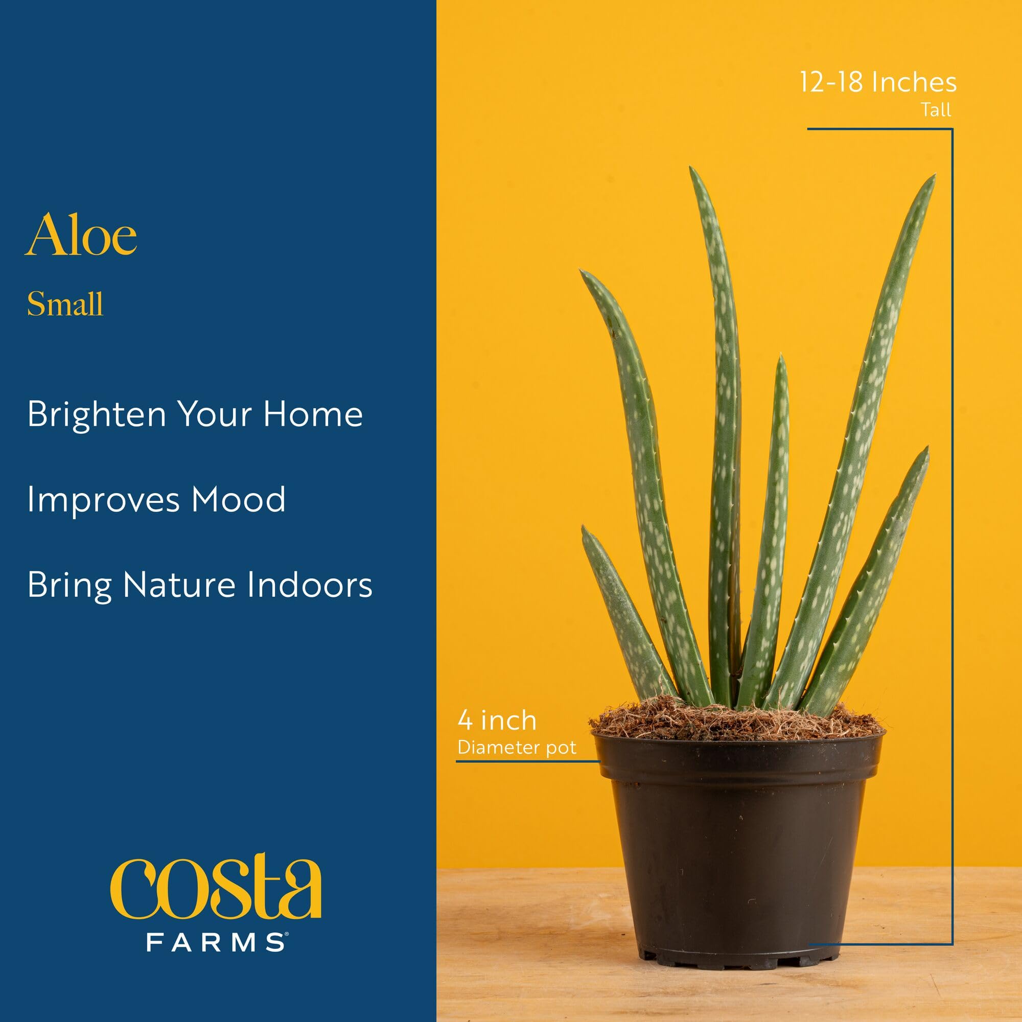 Costa Farms Aloe Vera sobre escritorio, aporta frescura y concentración
