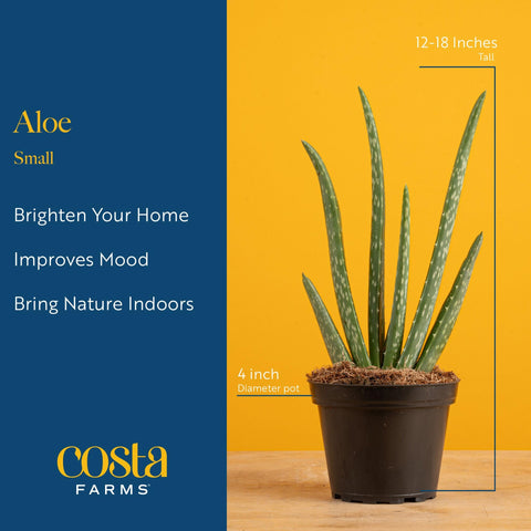 Costa Farms Aloe Vera sobre escritorio, aporta frescura y concentración