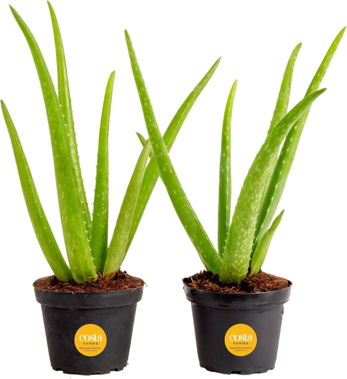 Costa Farms planta Aloe Vera frontal mostrando hojas saludables