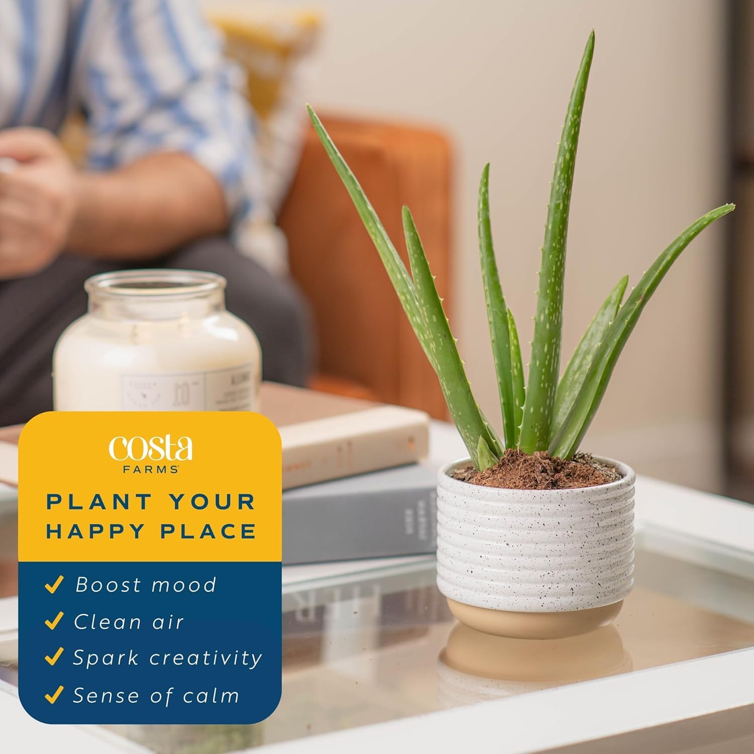 Costa Farms Aloe Vera junto a regla para comparar tamaño y escala