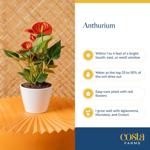 Costa Farms anthurium comparación de tamaño, guía visual de escala