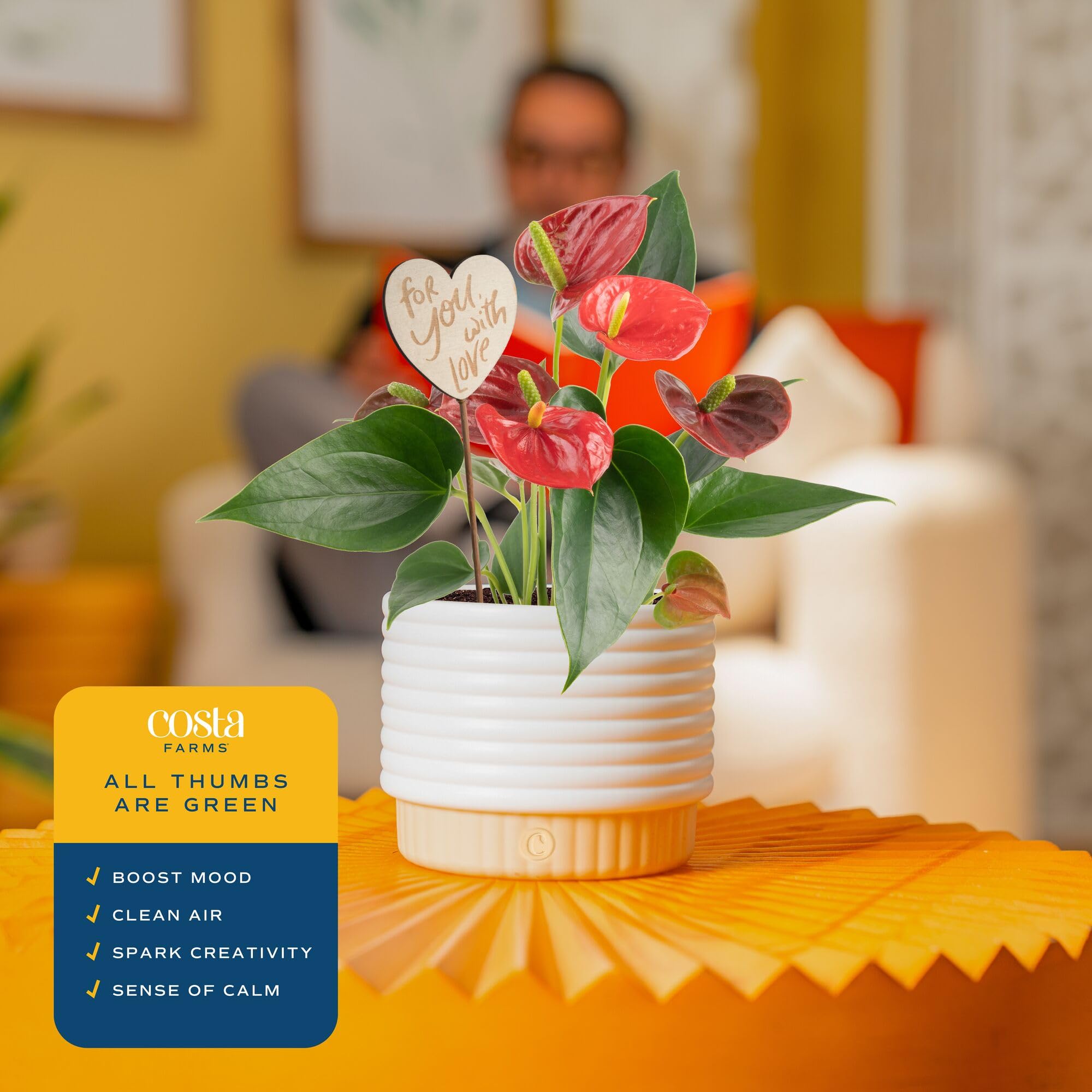 Costa Farms anthurium sobre escritorio, añade elegancia al trabajo