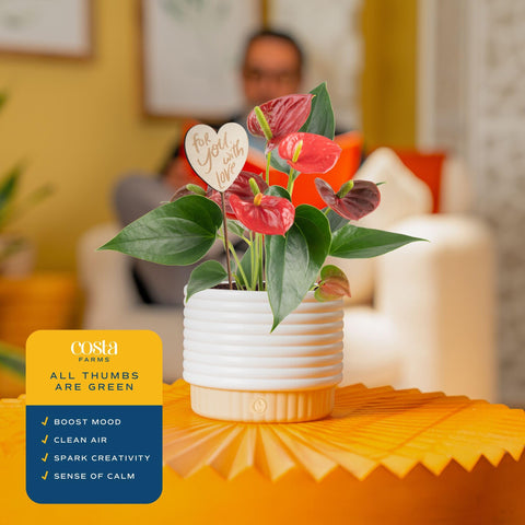 Costa Farms anthurium sobre escritorio, añade elegancia al trabajo