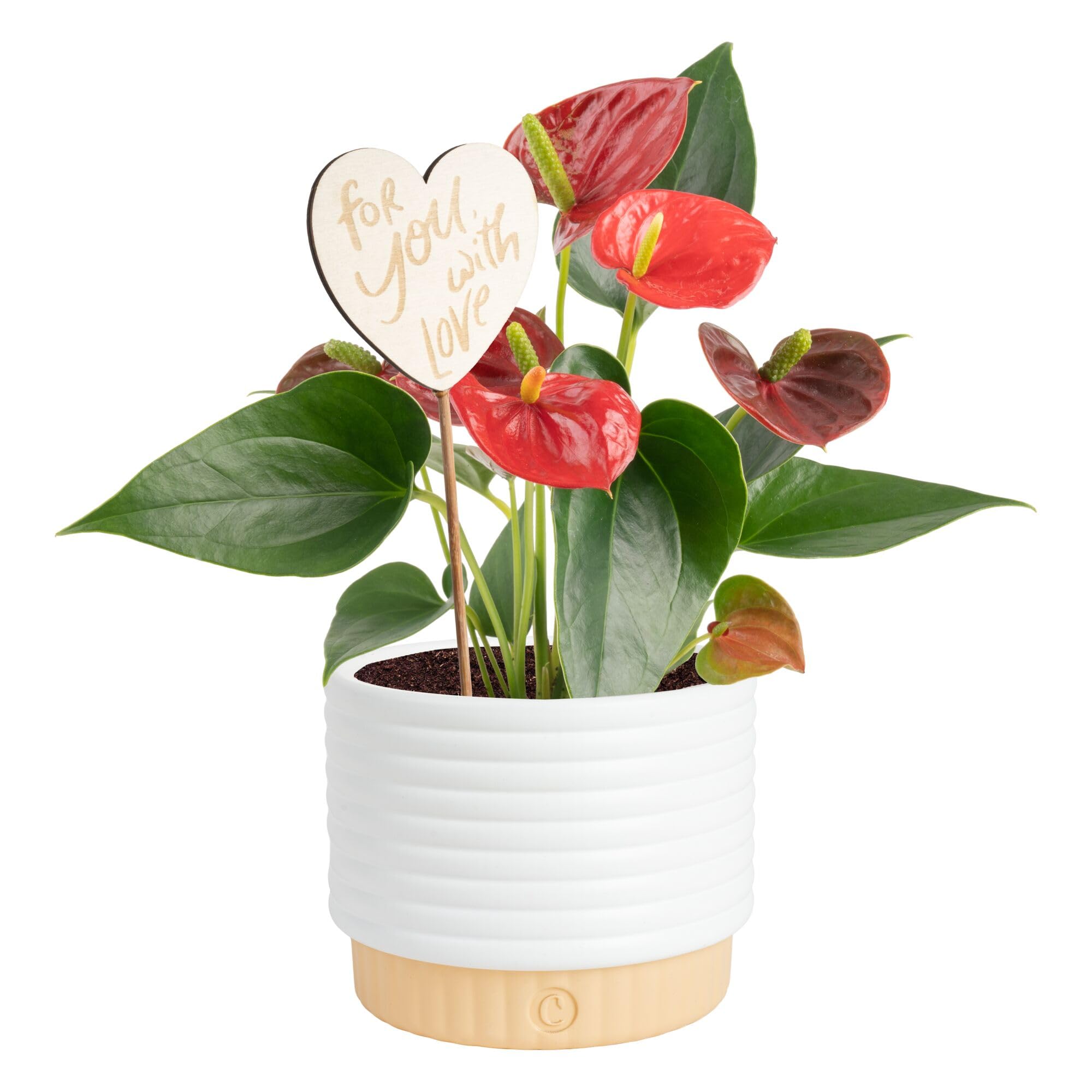 Costa Farms anthurium frontal con espatas rojas, aporta color duradero
