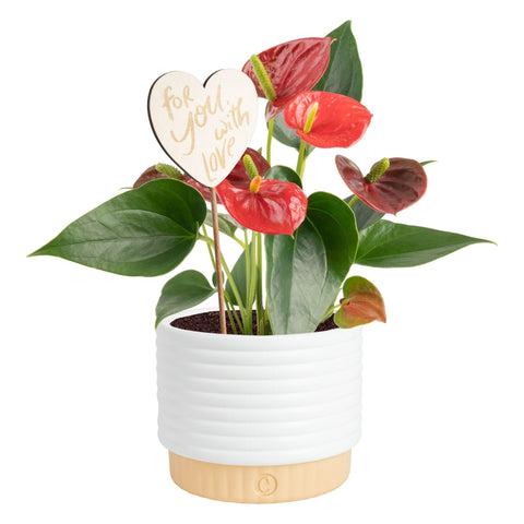 Costa Farms anthurium frontal con espatas rojas, aporta color duradero