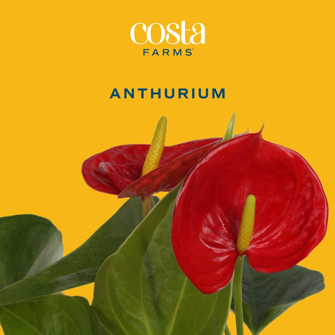 Costa Farms anthurium hojas verdes relucientes, mejora estética interior