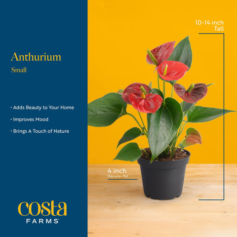 Costa Farms anthurium en maceta moderna lista para decorar espacios
