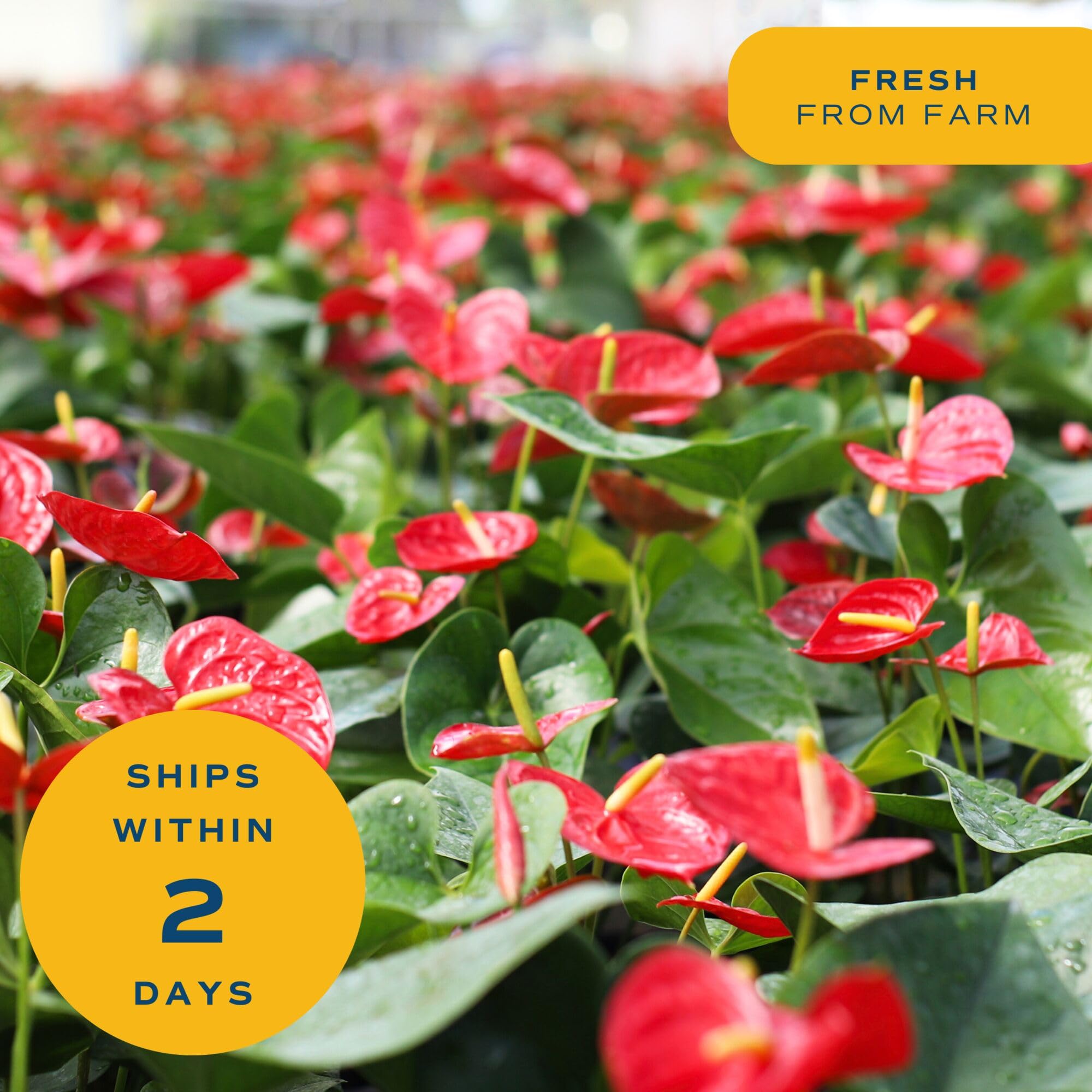 Costa Farms anthurium riego moderado, ejemplo de cuidado sencillo