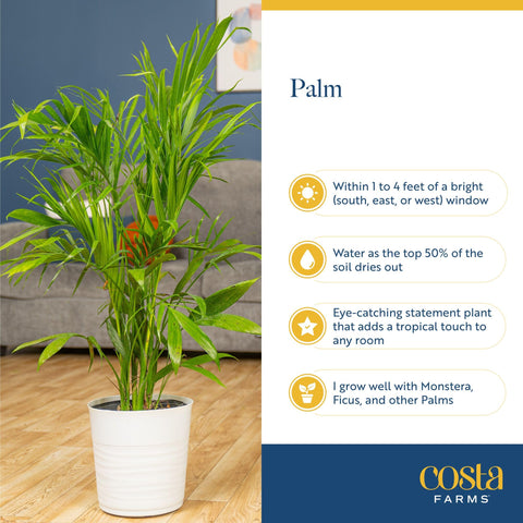 Costa Farms Cat Palm comparativa de tamaño junto a muebles, fácil visualización