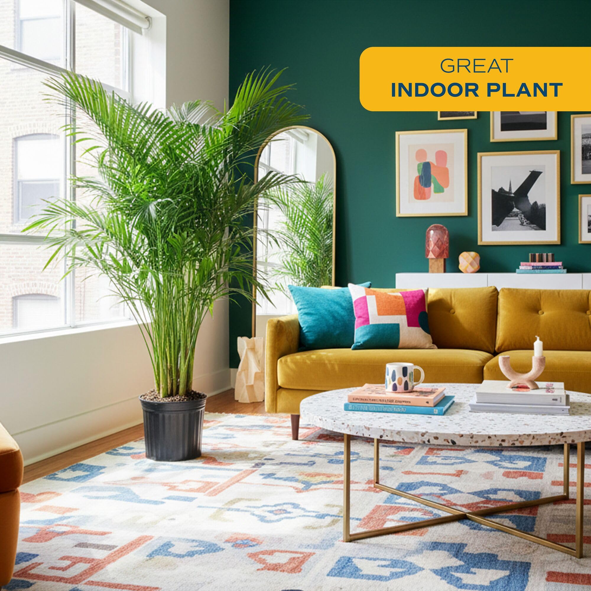 Costa Farms Cat Palm detalle de hojas plumosas y aspecto saludable