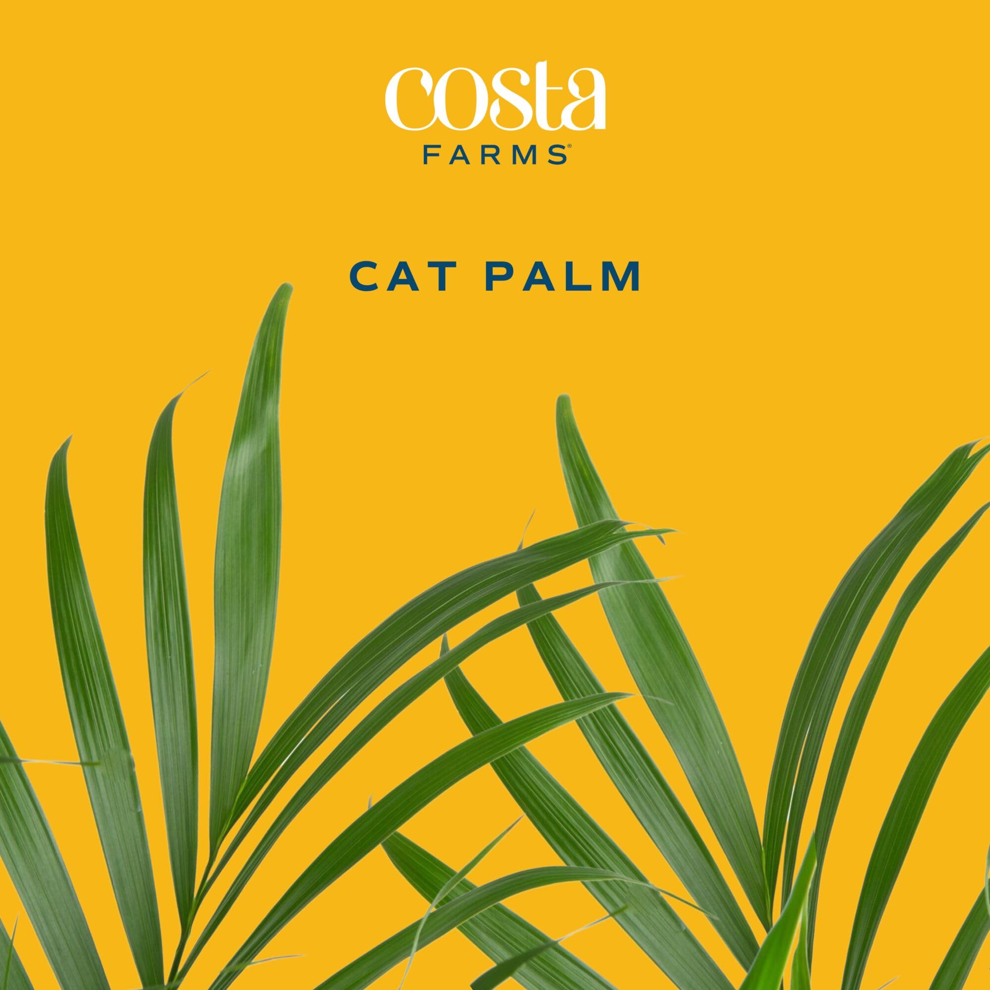 Costa Farms Cat Palm en interior creando ambiente tropical y privacidad