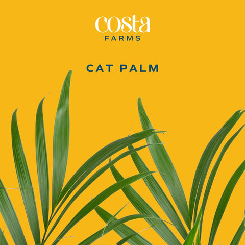Costa Farms Cat Palm colocada en sala mostrando escala y aspecto acogedor