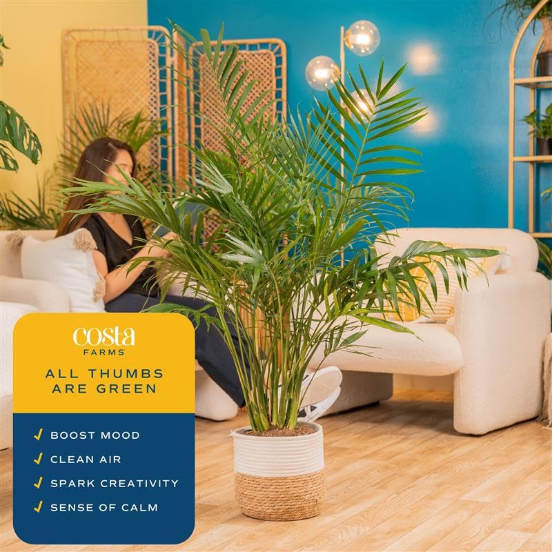 Costa Farms Cat Palm situada en salón, mejora la estética del espacio