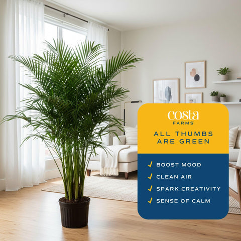 Costa Farms Cat Palm junto a mueble para comparación de escala