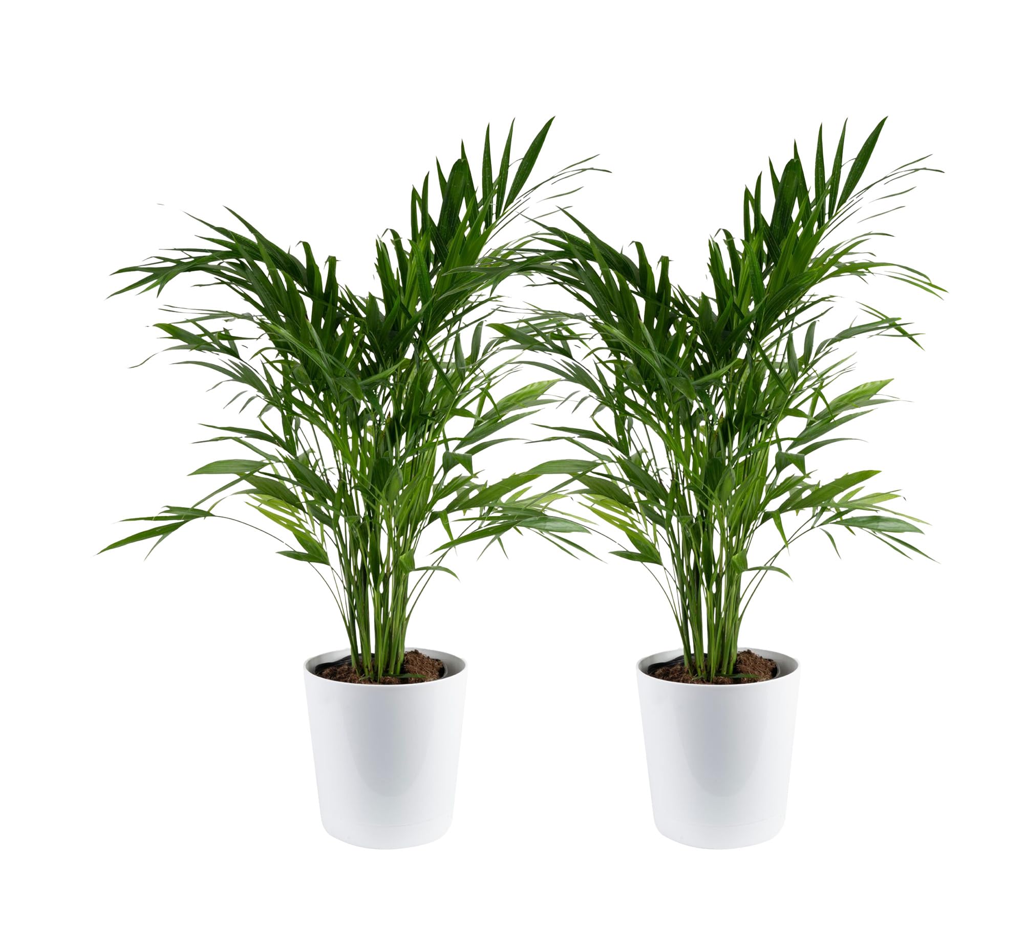 Costa Farms Cat Palm frente en maceta decorativa, aporta una entrada vibrante