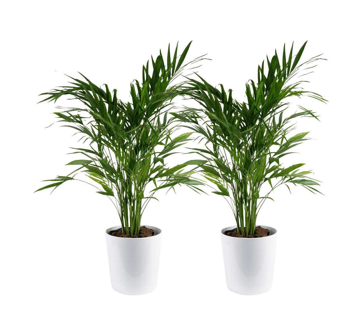 Costa Farms Cat Palm frente en maceta decorativa, aporta una entrada vibrante