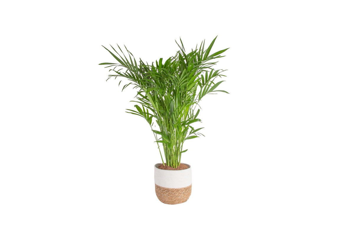 Costa Farms Cat Palm frontal en maceta seagrass, aporta estilo tropical