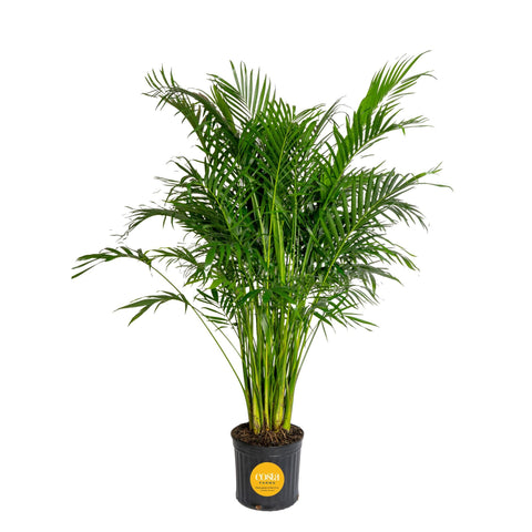 Costa Farms Cat Palm frontal mostrando altura y presencia decorativa