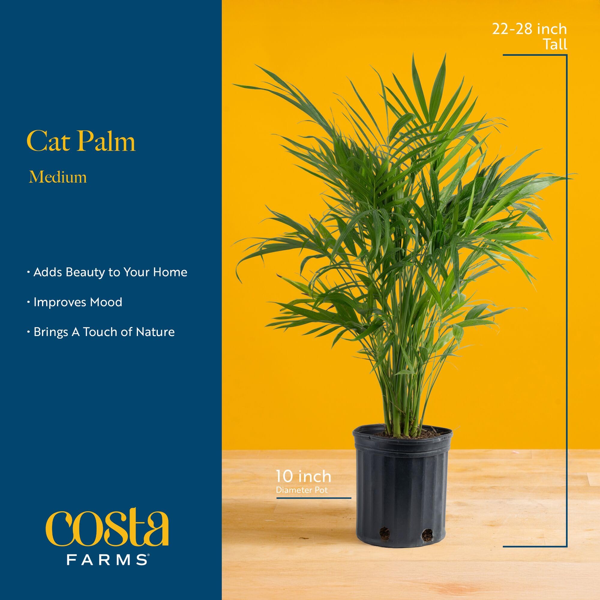 Costa Farms Cat Palm con maceta decorativa de 10 pulgadas, evita derrames