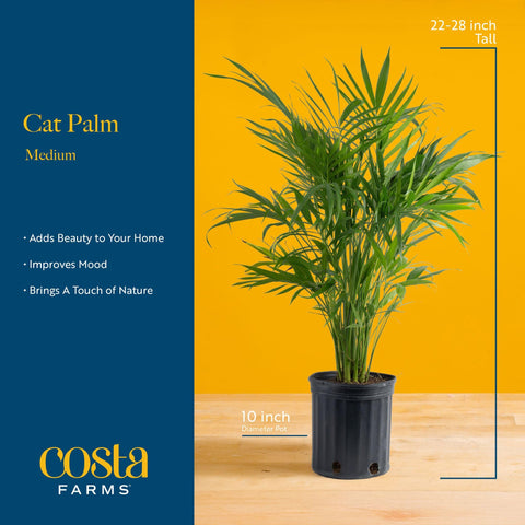Costa Farms Cat Palm con maceta decorativa de 10 pulgadas, evita derrames