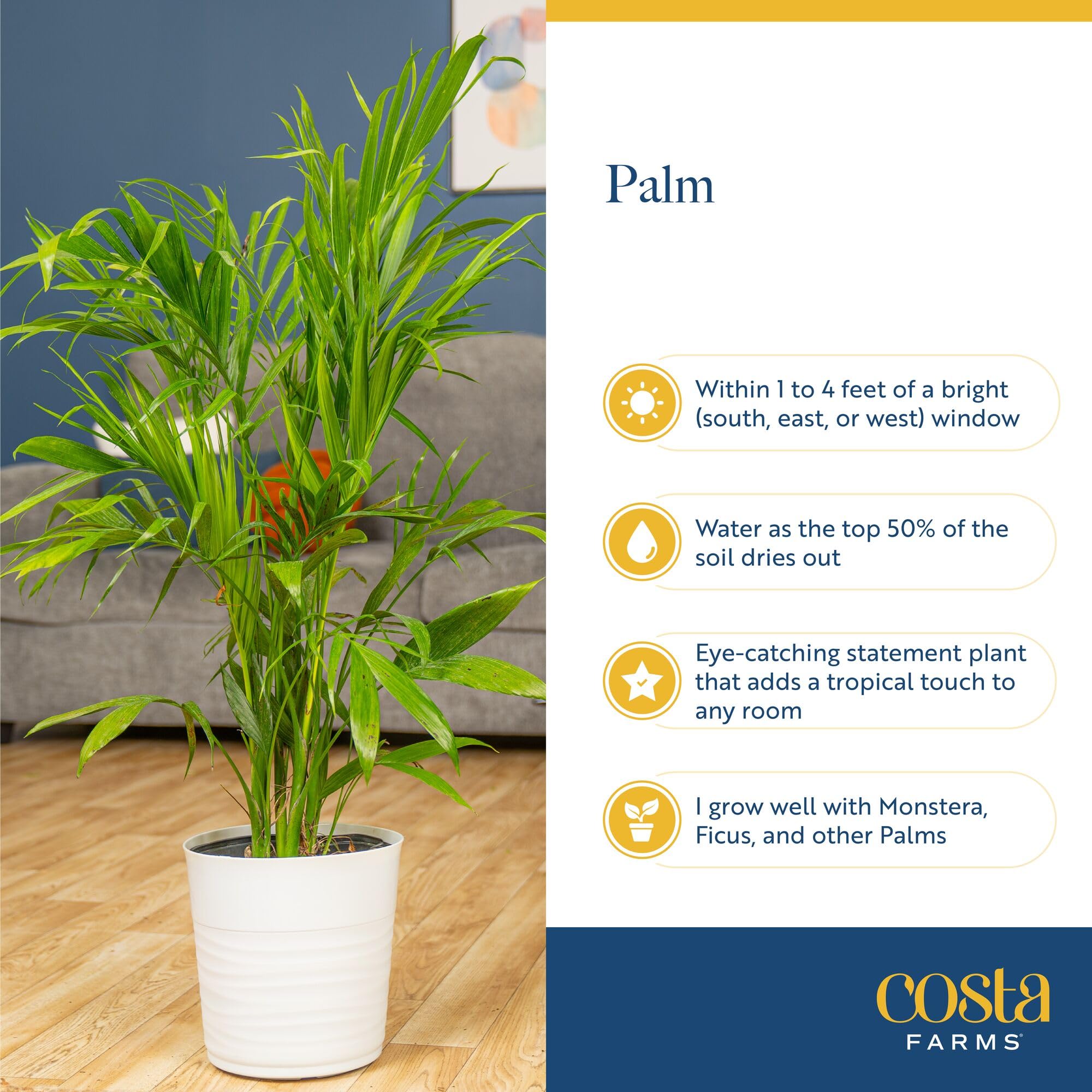 Costa Farms Cat Palm maceta sin orificios para evitar derrames al interior