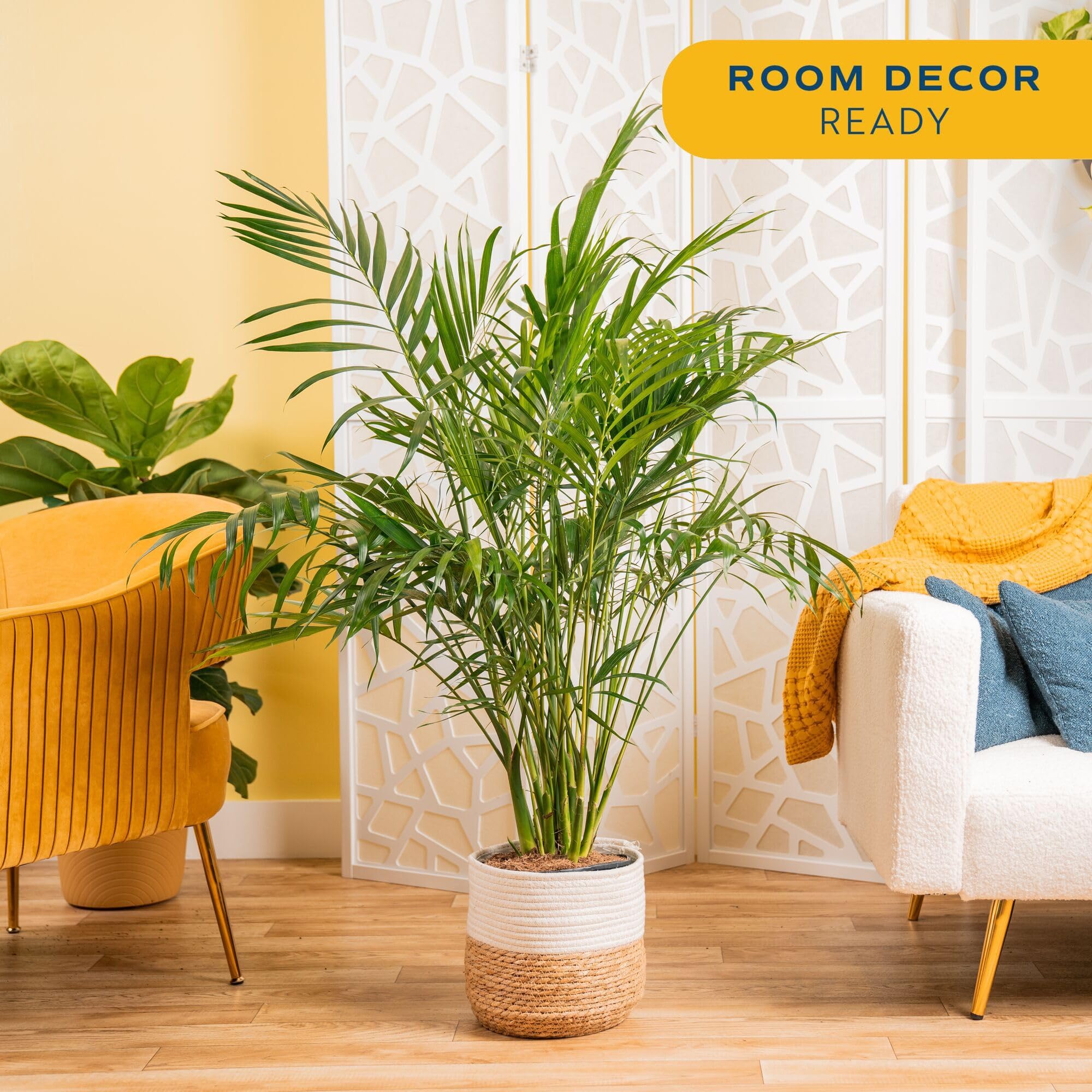 Costa Farms Cat Palm maceta de seagrass natural, acabado decorativo elegante