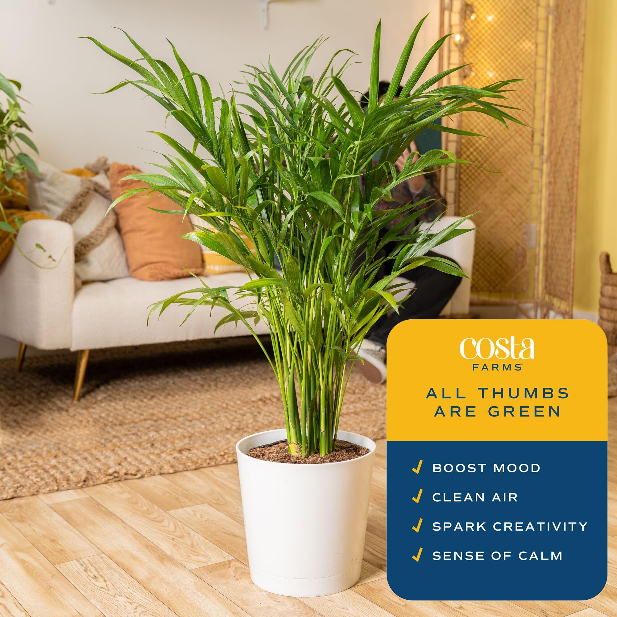 Costa Farms Cat Palm textura del tallo robusto que indica salud