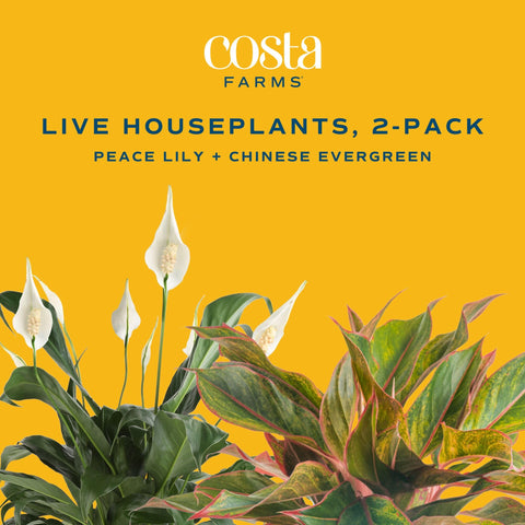 Costa Farms close-up de hojas rojas del Chinese Evergreen, color decorativo duradero