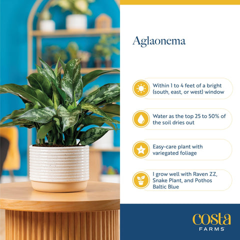 Costa Farms plantas sobre mesa de estar, crean ambiente acogedor