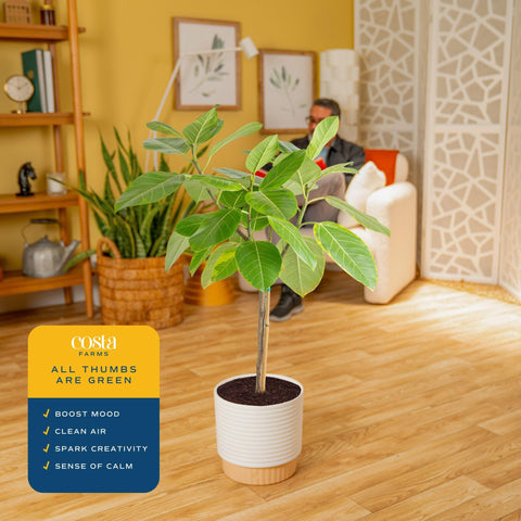 Costa Farms Ficus Audrey comparación de tamaño con persona para escala
