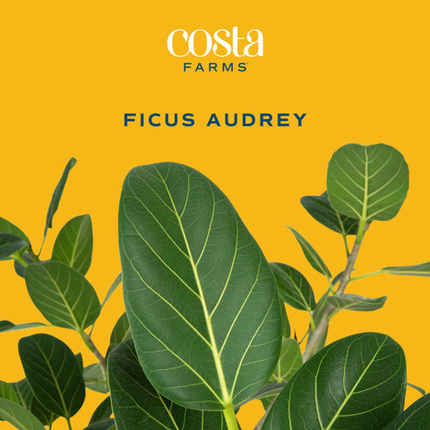 Costa Farms Ficus Audrey detalle del envés de la hoja, aspecto suave