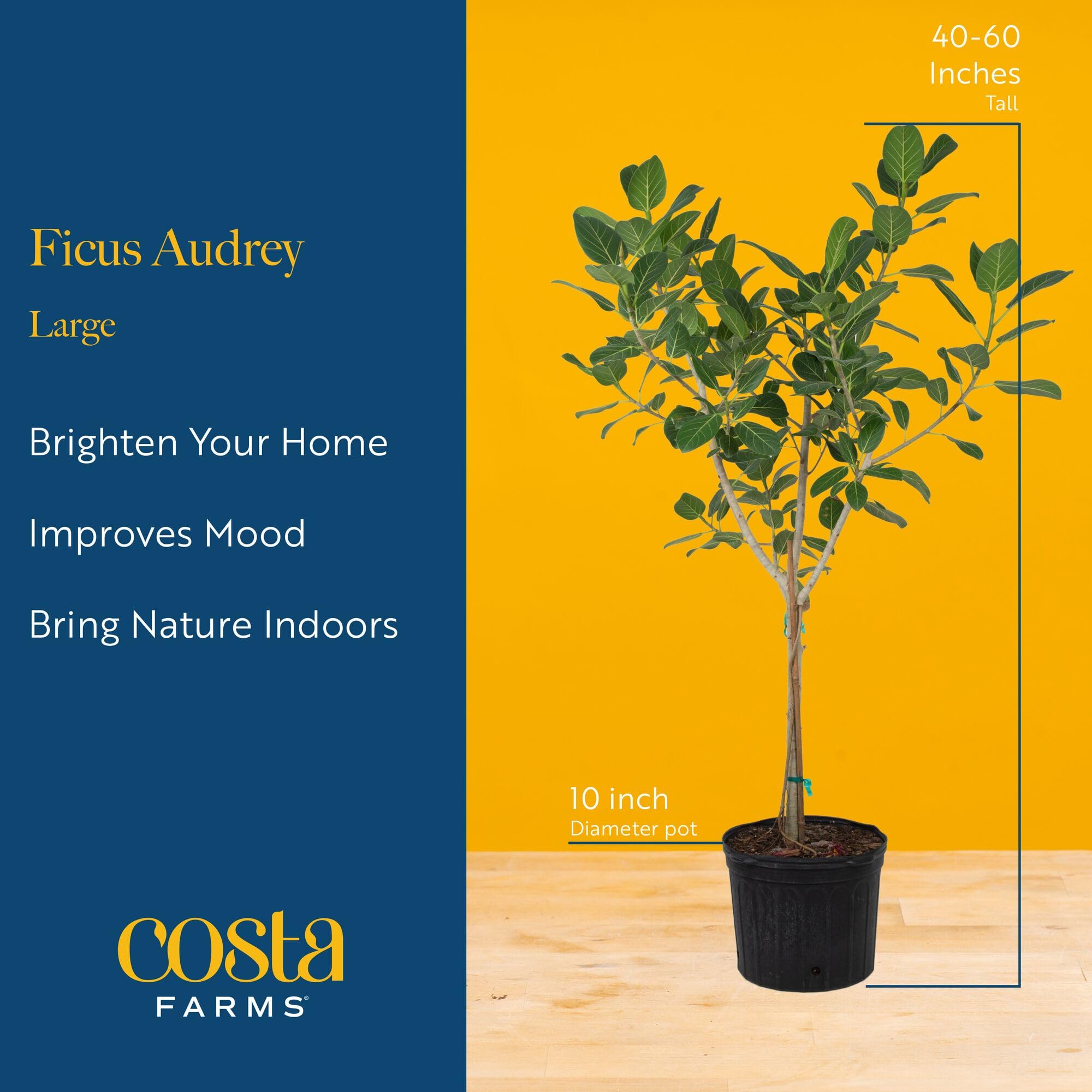 Costa Farms Ficus Audrey colocado en salón aportando altura y calidez