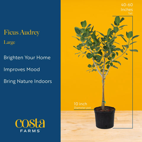Costa Farms Ficus Audrey colocado en salón aportando altura y calidez