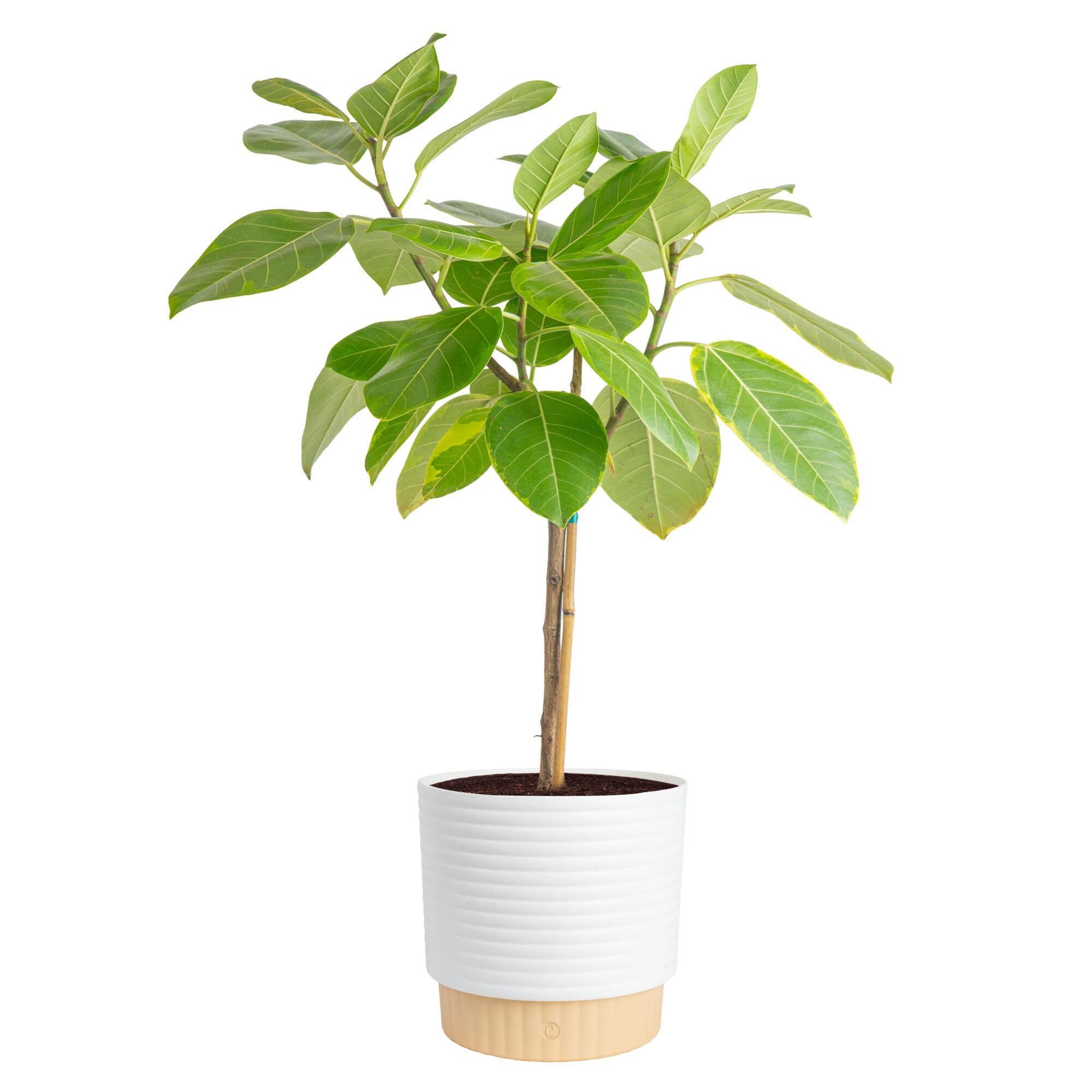 Costa Farms Ficus Audrey frontal en maceta mostrando presencia decorativa