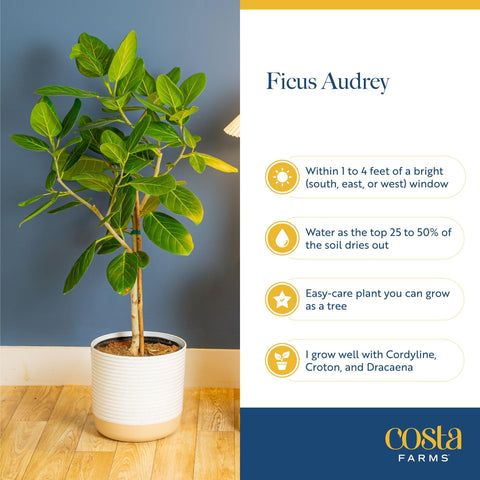 Costa Farms Ficus Audrey maceta decorativa de 10 pulgadas lista para usar