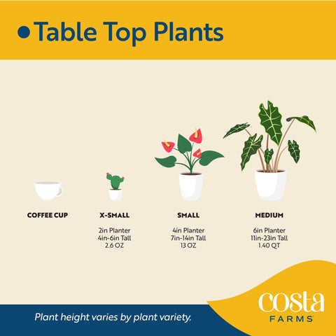 Costa Farms Golden Pothos embalaje seguro listo para envío a domicilio