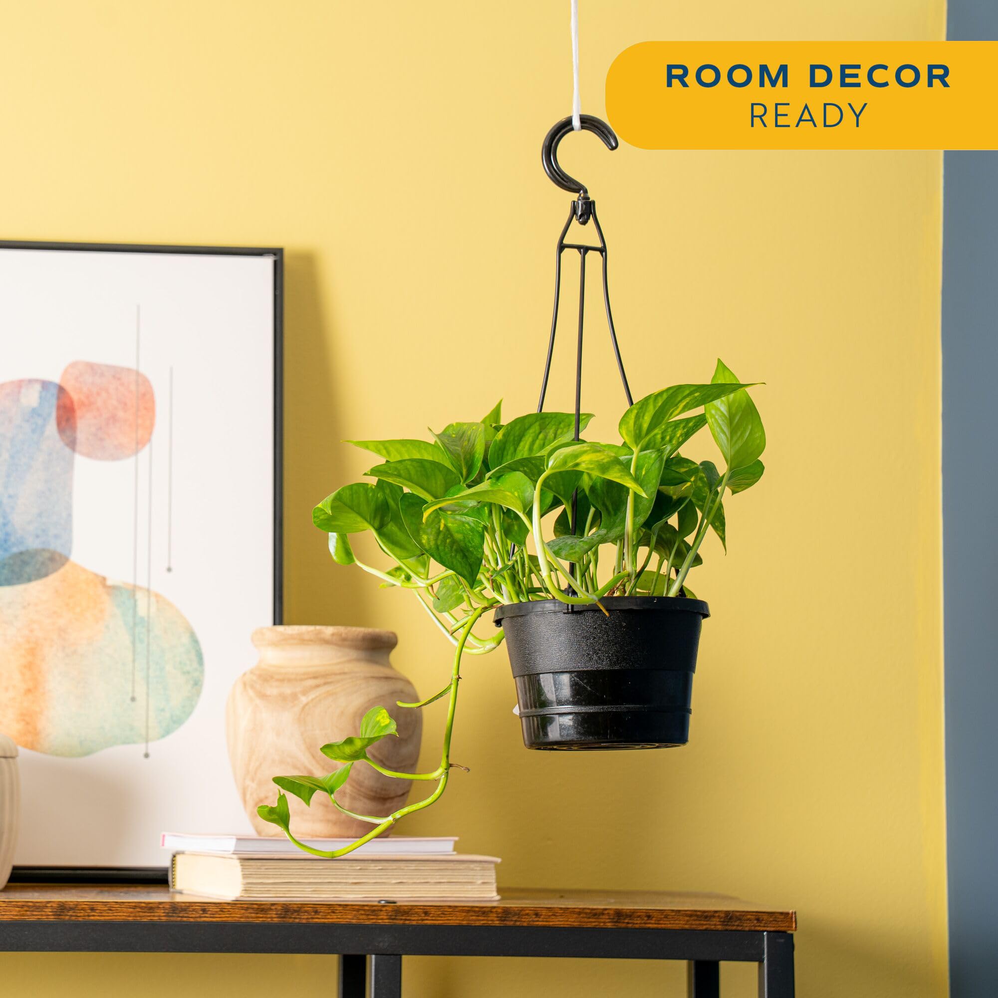 Costa Farms Golden Pothos en estantería aportando verde decorativo a la sala