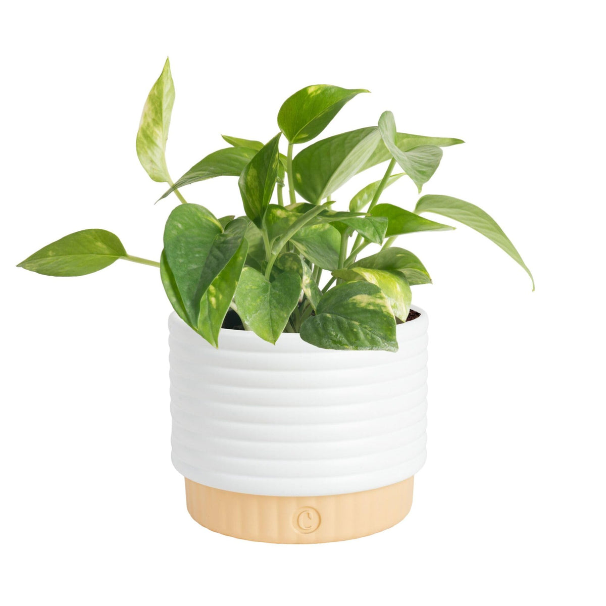 Costa Farms planta frontal con follaje dorado aporta elegancia