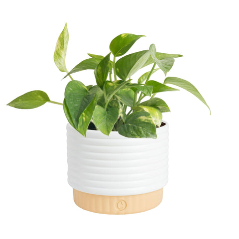 Costa Farms planta frontal con follaje dorado aporta elegancia