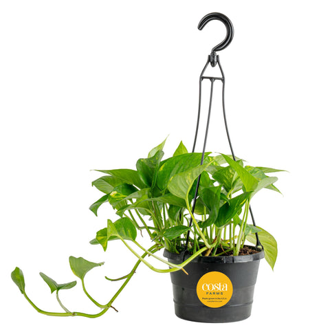 Costa Farms Golden Pothos vista frontal mostrando follaje vibrante y caída