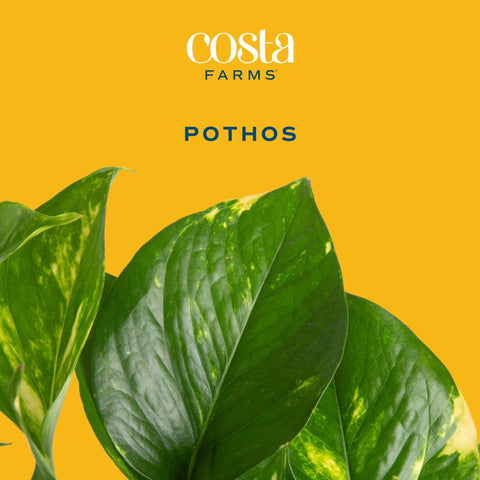 Costa Farms Golden Pothos en maceta colgante de 6 pulgadas listo para colgar