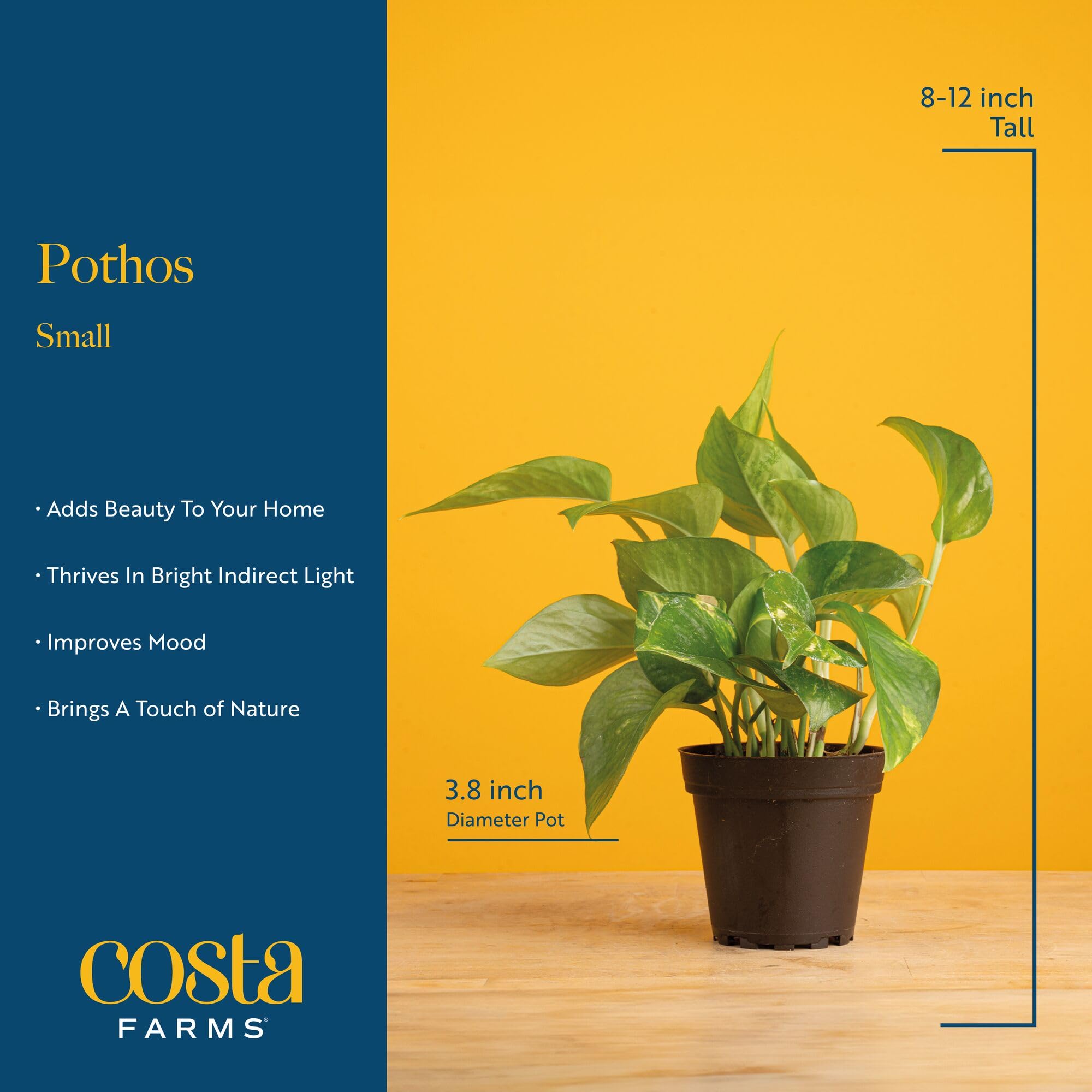 Costa Farms tallo extendido ideal para cascada decorativa