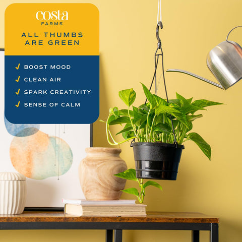 Costa Farms Golden Pothos detalle de textura de hojas con veteado dorado