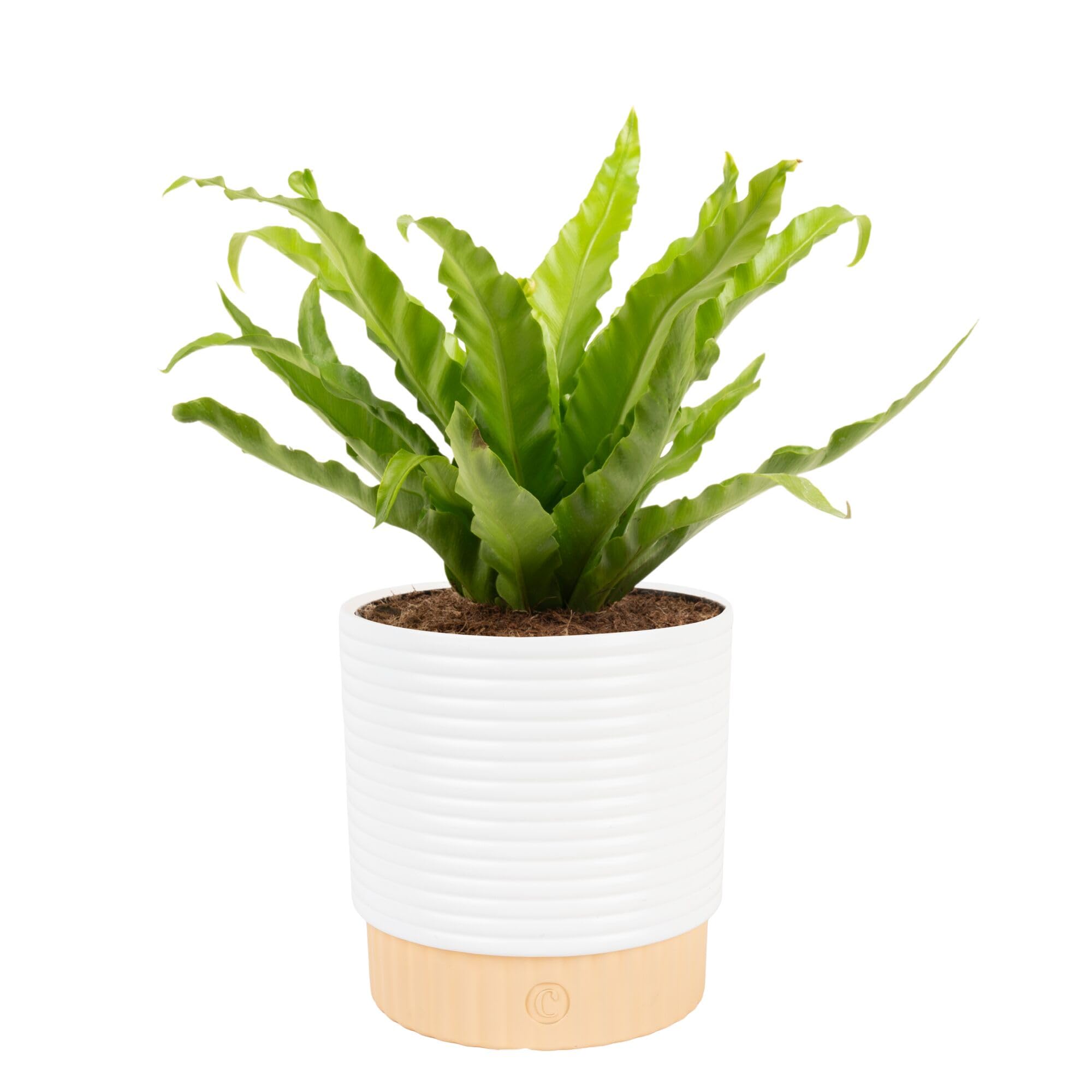 Costa Farms helecho Bird's Nest vista frontal, aporta verde decorativo al hogar