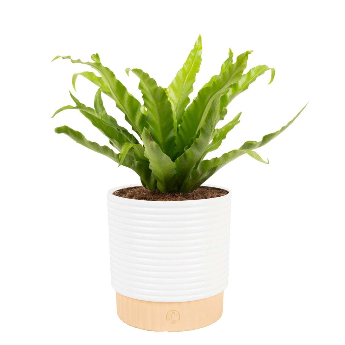 Costa Farms helecho Bird's Nest vista frontal, aporta verde decorativo al hogar