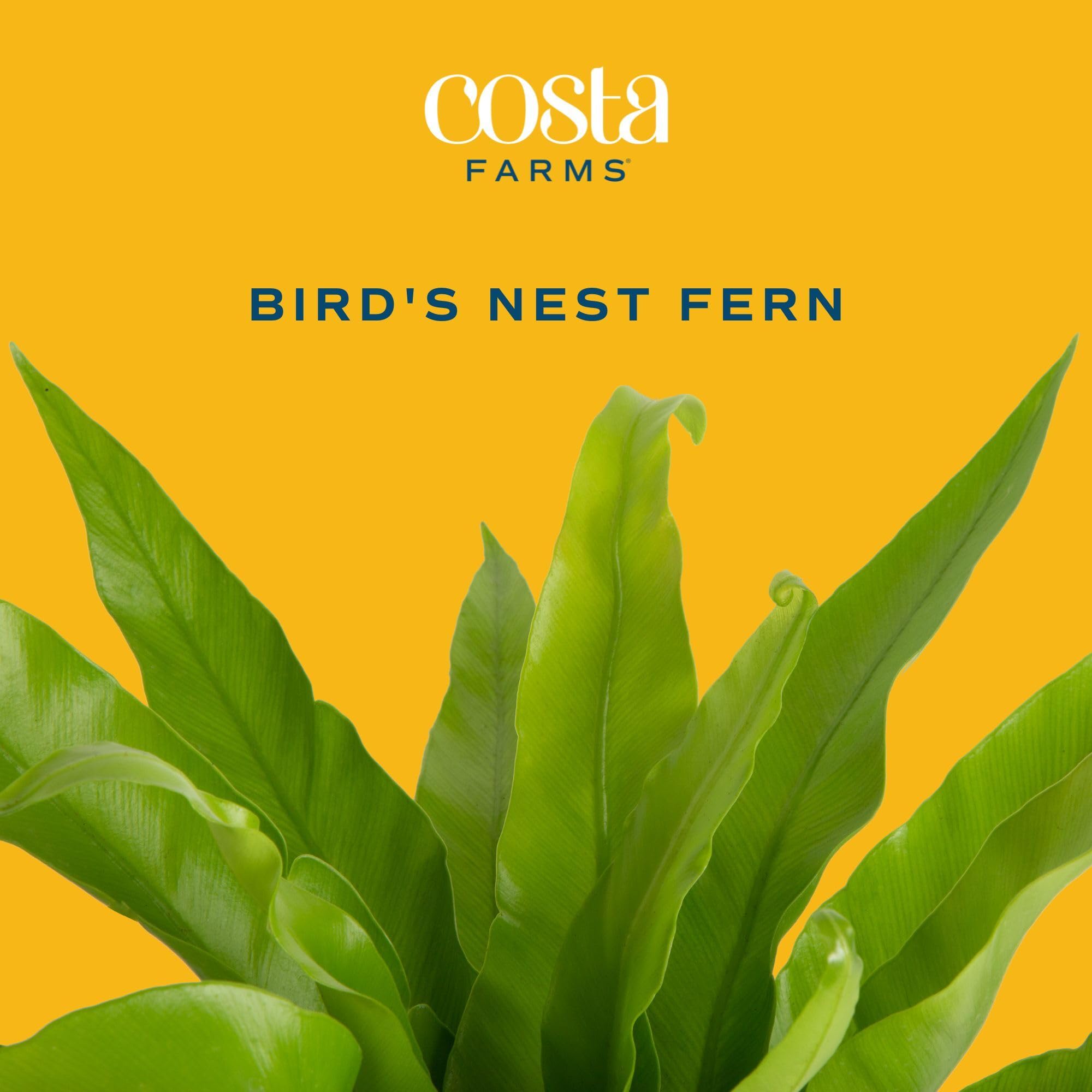 Costa Farms maceta ligera de 6 pulgadas incluida, medida práctica y estética
