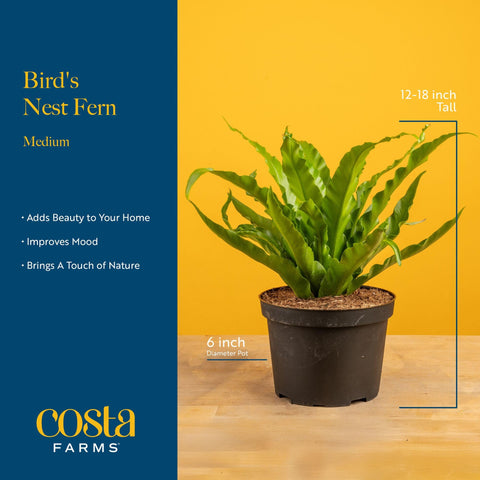 Costa Farms helecho sobre mesa, decora oficinas y salones con bajo mantenimiento