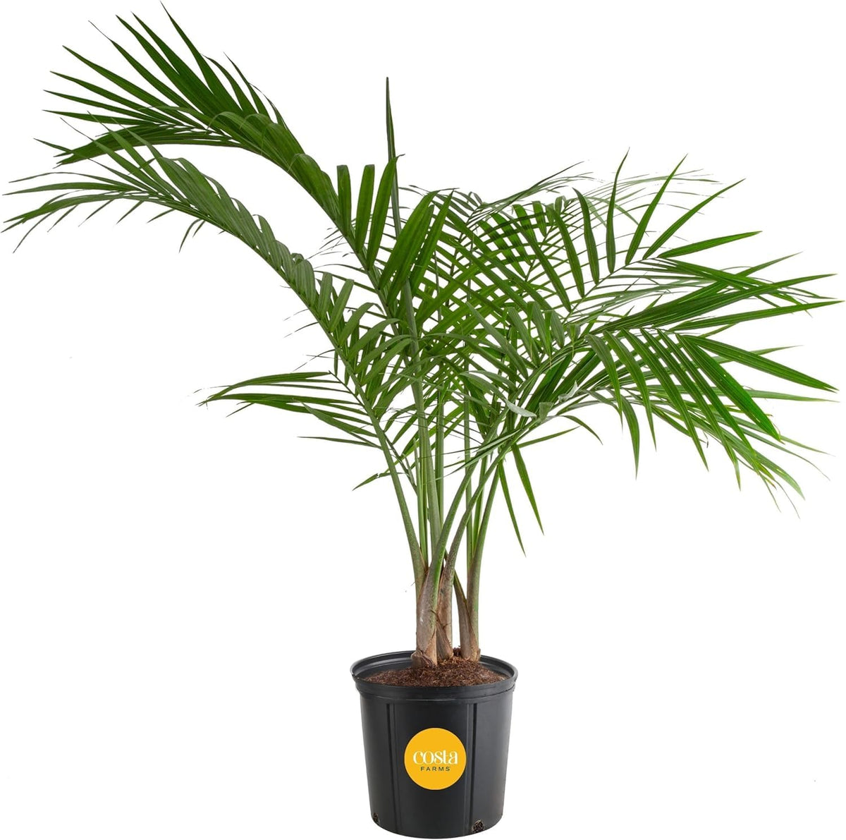 Costa Farms palma Majesty Palm frontal, aporta presencia tropical